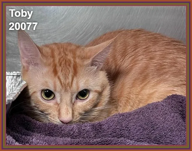 Toby thumbnail 3