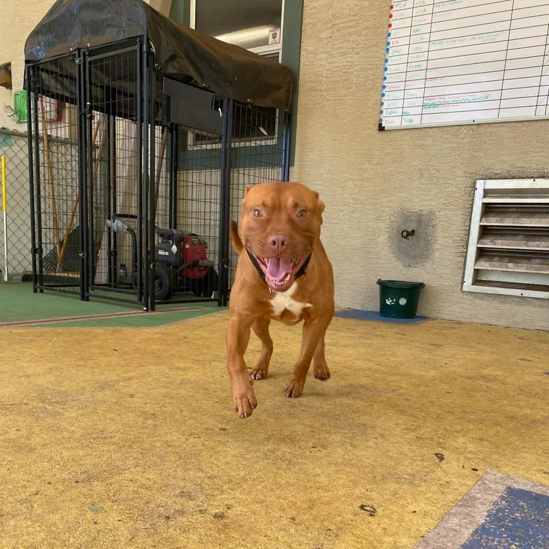 An adult medium-sized male Yellow / Tan / Blond / Fawn Mixed Breed dog named Sunkist for adoption in Titusville, FL