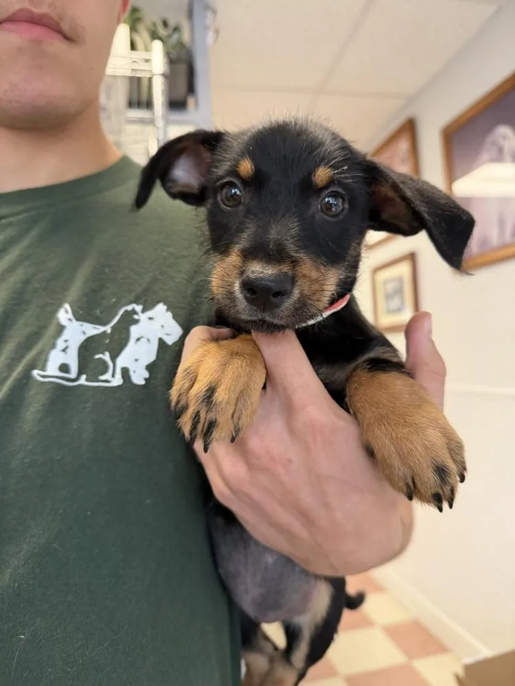 A baby small-sized female Tricolor (Brown, Black, & White) Rottweiler dog named Katie for adoption in Ontario, CA