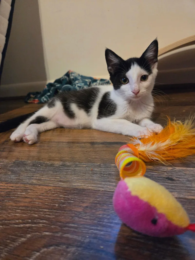A baby medium-sized female Domestic Short Hair cat named Cookie for adoption in Maggie Valley, NC