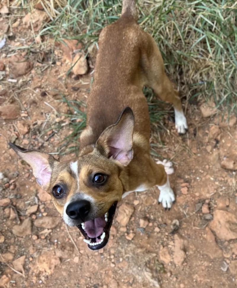 An adult small-sized male Apricot / Beige Chiweenie dog named Moose for adoption in Rogers, AR