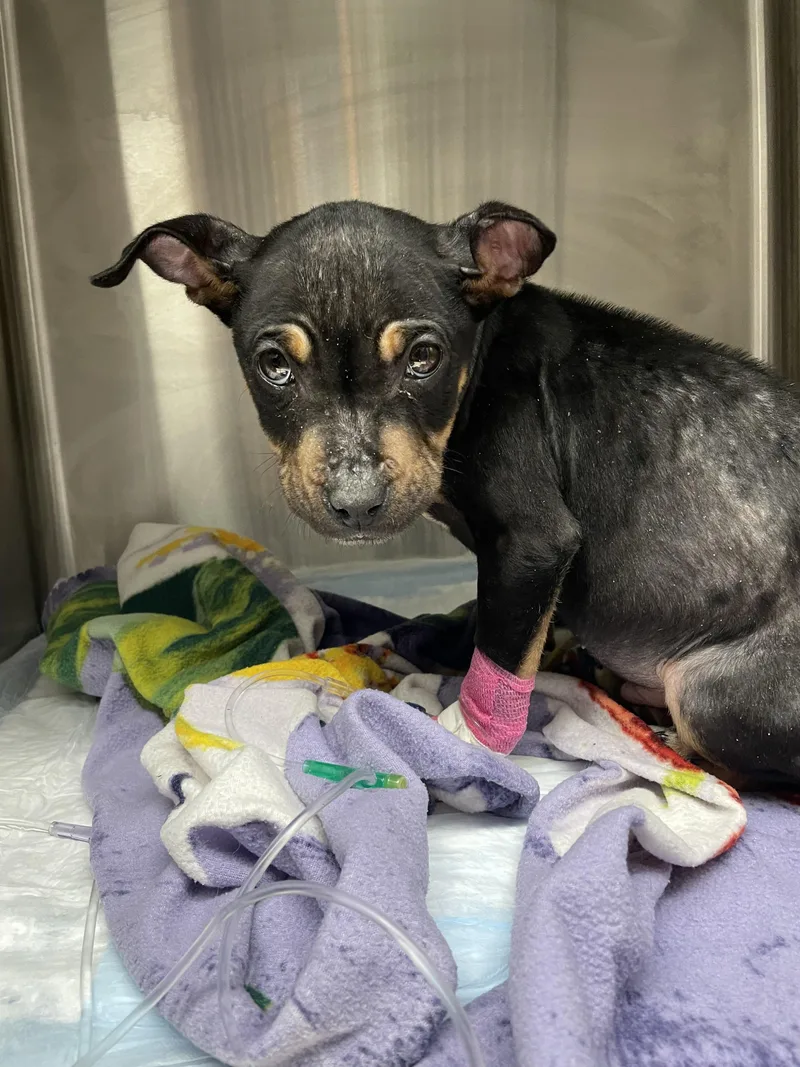 A baby large-sized male Pit Bull Terrier dog named Felony for adoption in New Baltimore, MI
