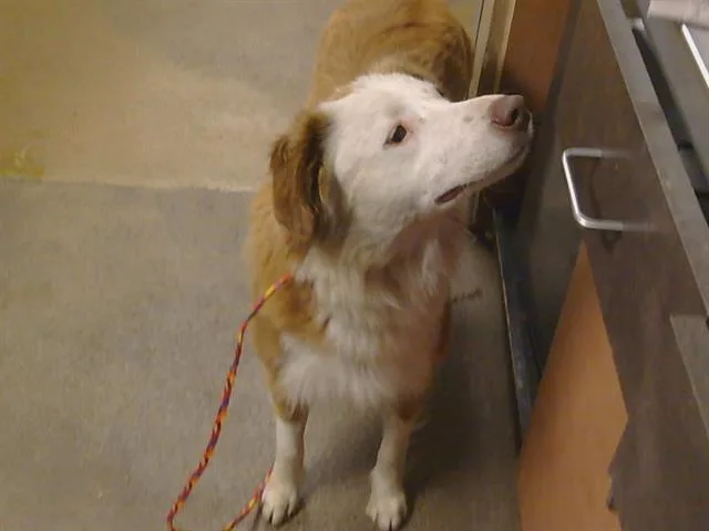 A young large-sized female Border Collie dog named Sunflower for adoption in Sacramento, CA
