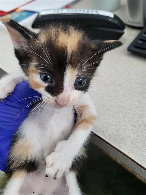 A baby medium-sized female Domestic Short Hair cat named Strawberry for adoption in Dallas, TX