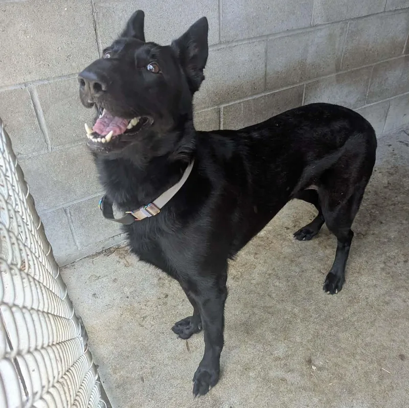 A young large-sized female Black German Shepherd Dog dog named Zoey for adoption in Logan, OH