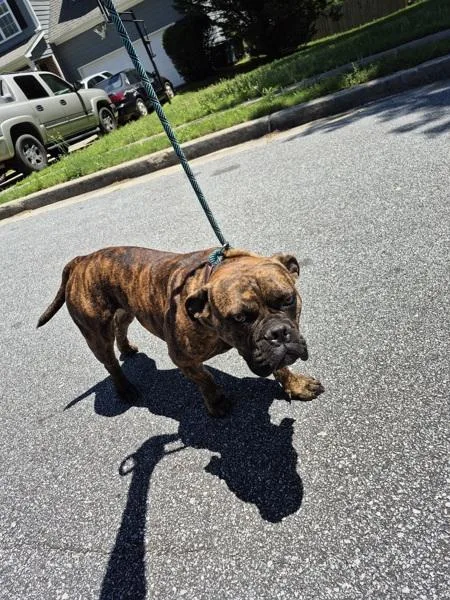 An adult medium-sized female Boxer dog named Pen for adoption in Lawrenceville, GA