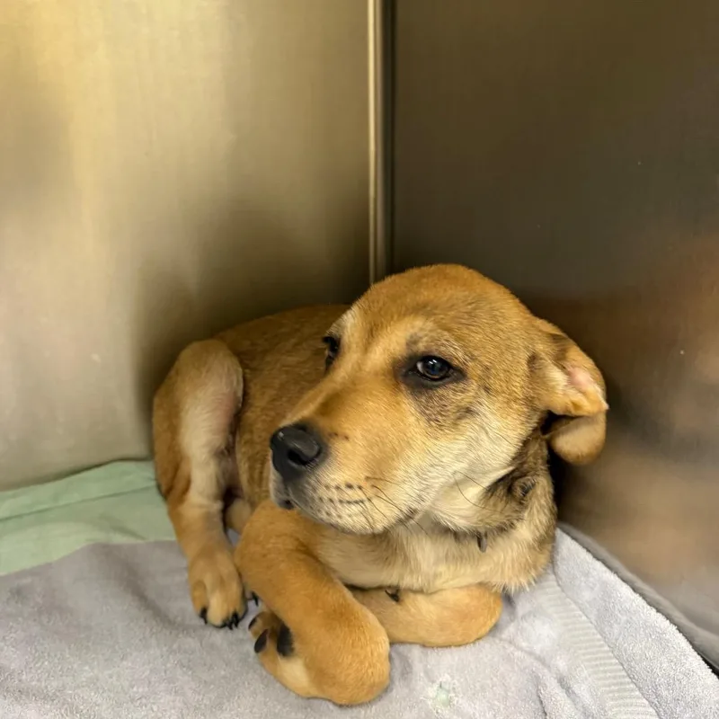 A young medium-sized male Brown / Chocolate Mixed Breed dog named Gregory for adoption in Columbus, GA