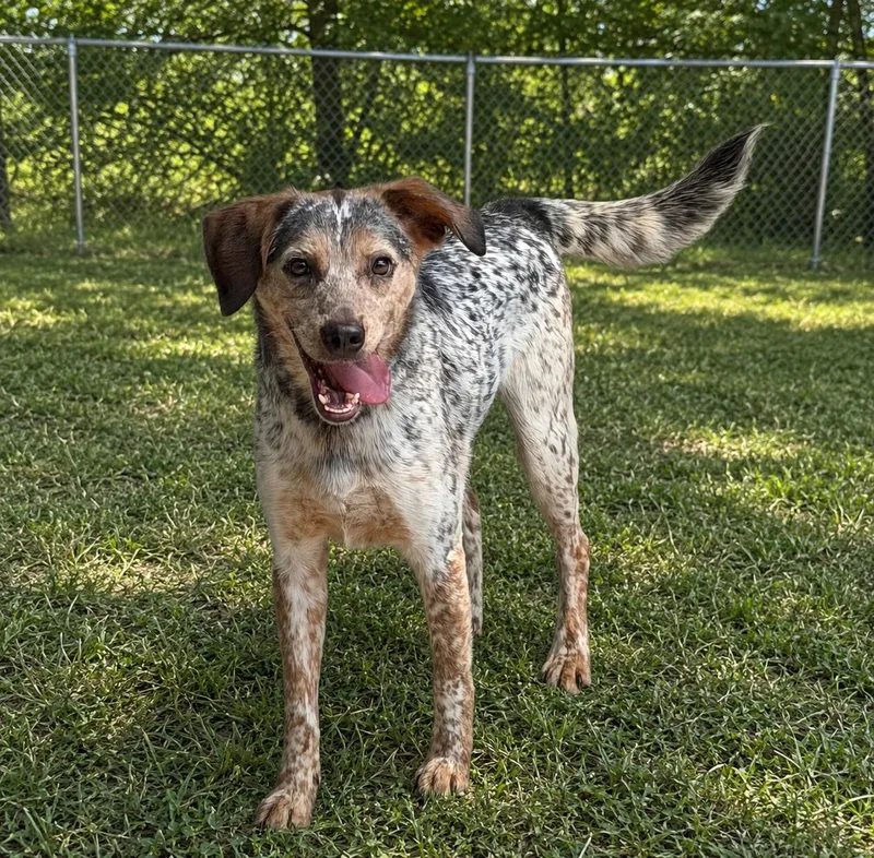 An adult medium-sized male Australian Cattle Dog / Blue Heeler dog named Oddie for adoption in Atchison, KS
