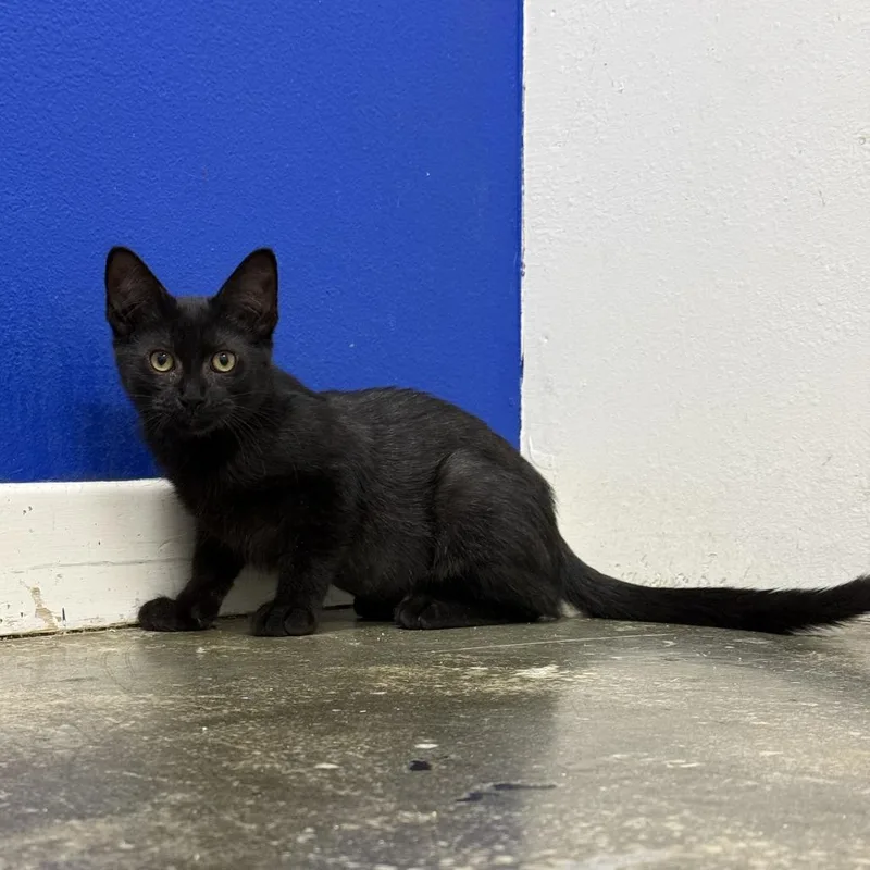 A baby small-sized female Black Domestic Short Hair cat named Blake for adoption in Los Angeles, CA