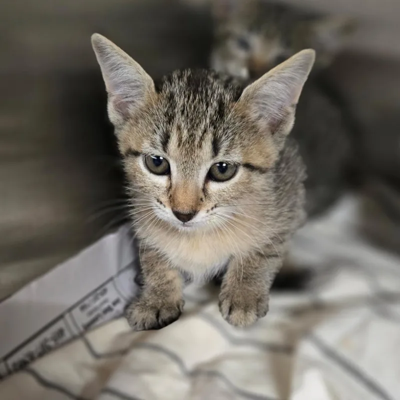 A baby small-sized female Gray / Blue / Silver Domestic Short Hair cat named Kit Kat for adoption in Pauls Valley, OK