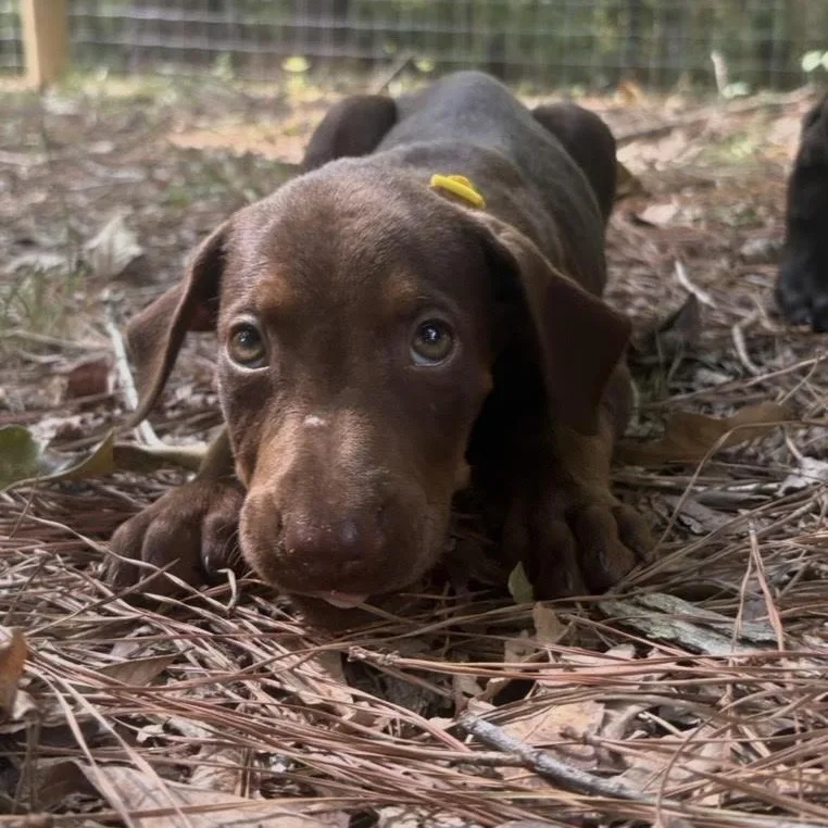A baby medium-sized male Brown / Chocolate Labrador Retriever dog named Cole for adoption in Cedarburg, WI