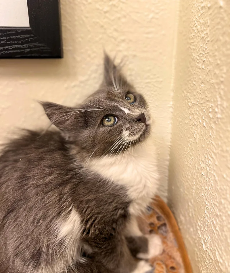 A baby small-sized male Gray & White Domestic Medium Hair cat named Harvey  a stoic for adoption in The Dalles, OR