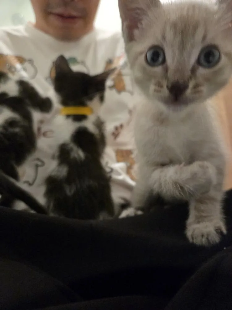 A baby small-sized male Black & White / Tuxedo Domestic Short Hair cat named Bud for adoption in Fremont, CA