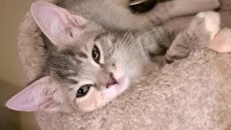 A baby small-sized female Gray & White Tabby cat named Darjeeling for adoption in Powder Springs, GA