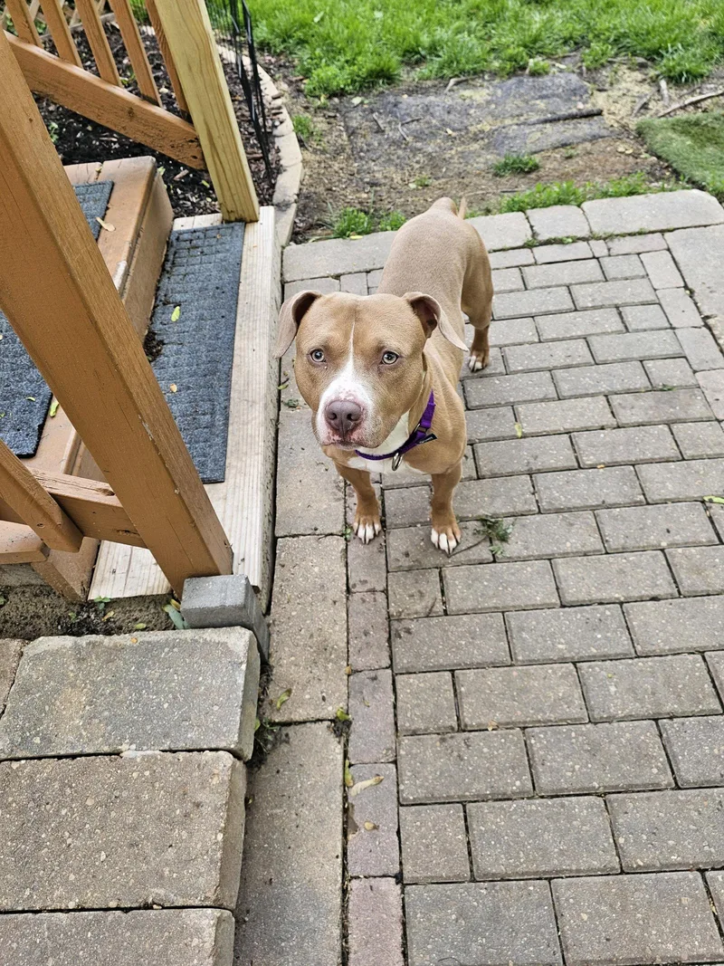 A young medium-sized male Pit Bull Terrier dog named Mr Mcgoo for adoption in Crete, IL