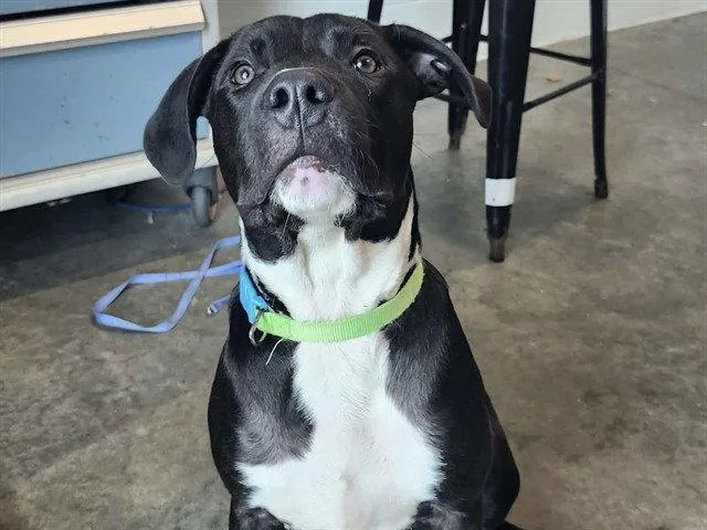 A young medium-sized male Labrador Retriever dog named Abe for adoption in Tavares, FL