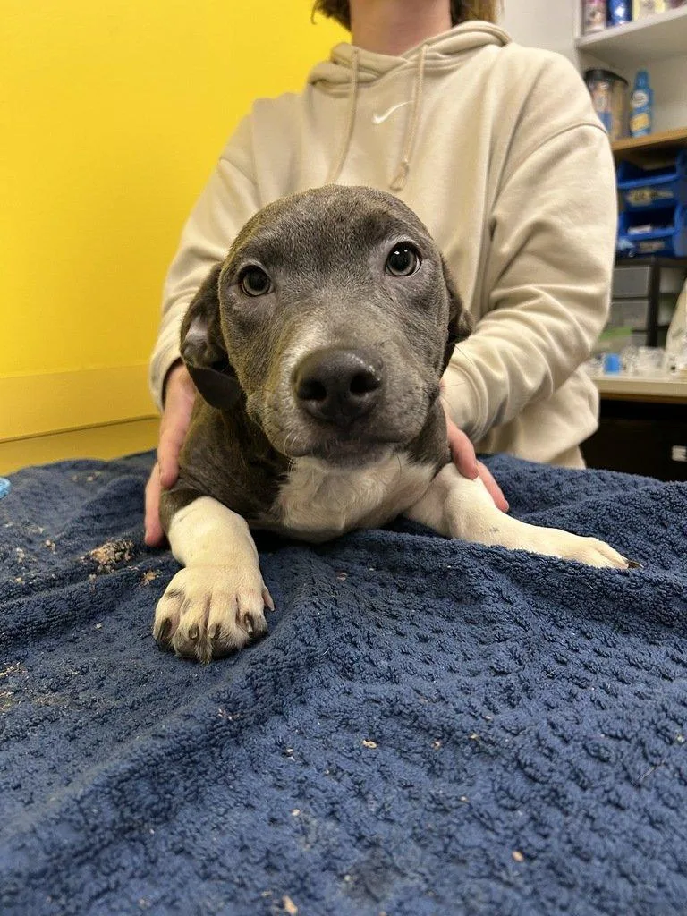 A baby small-sized male Gray / Blue / Silver Mixed Breed dog named Romeo for adoption in Raleigh, NC