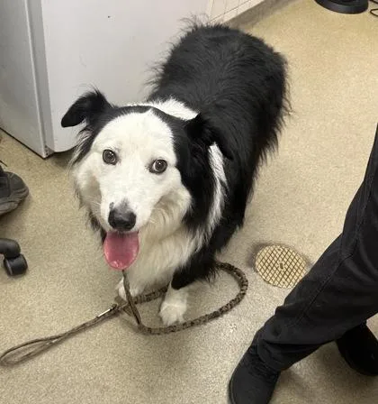 An adult large-sized male Australian Shepherd dog named Yogi for adoption in Palm Coast, FL