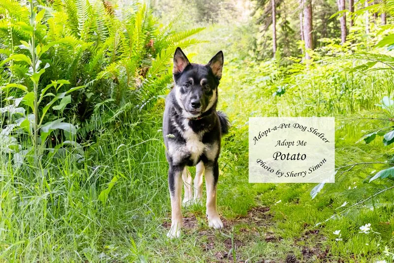 An adult medium-sized male Black German Shepherd Dog dog named Potato for adoption in Shelton, WA