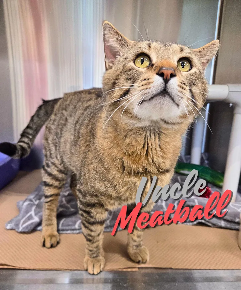 An adult large-sized male Domestic Short Hair cat named Uncle Meatball for adoption in Nevada, IA