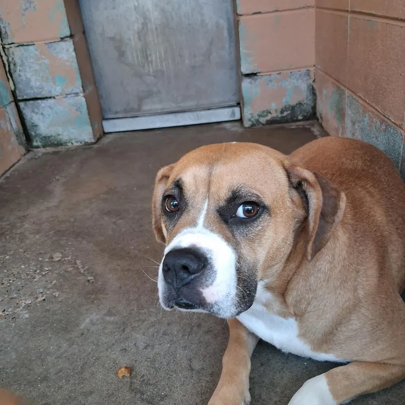 A young medium-sized female Boxer dog named Chloe for adoption in Gautier, MS