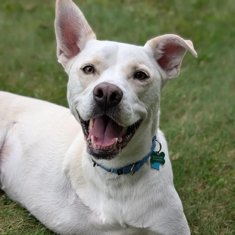 An adult medium-sized female Husky dog named Savannah for adoption in Fenton, MI