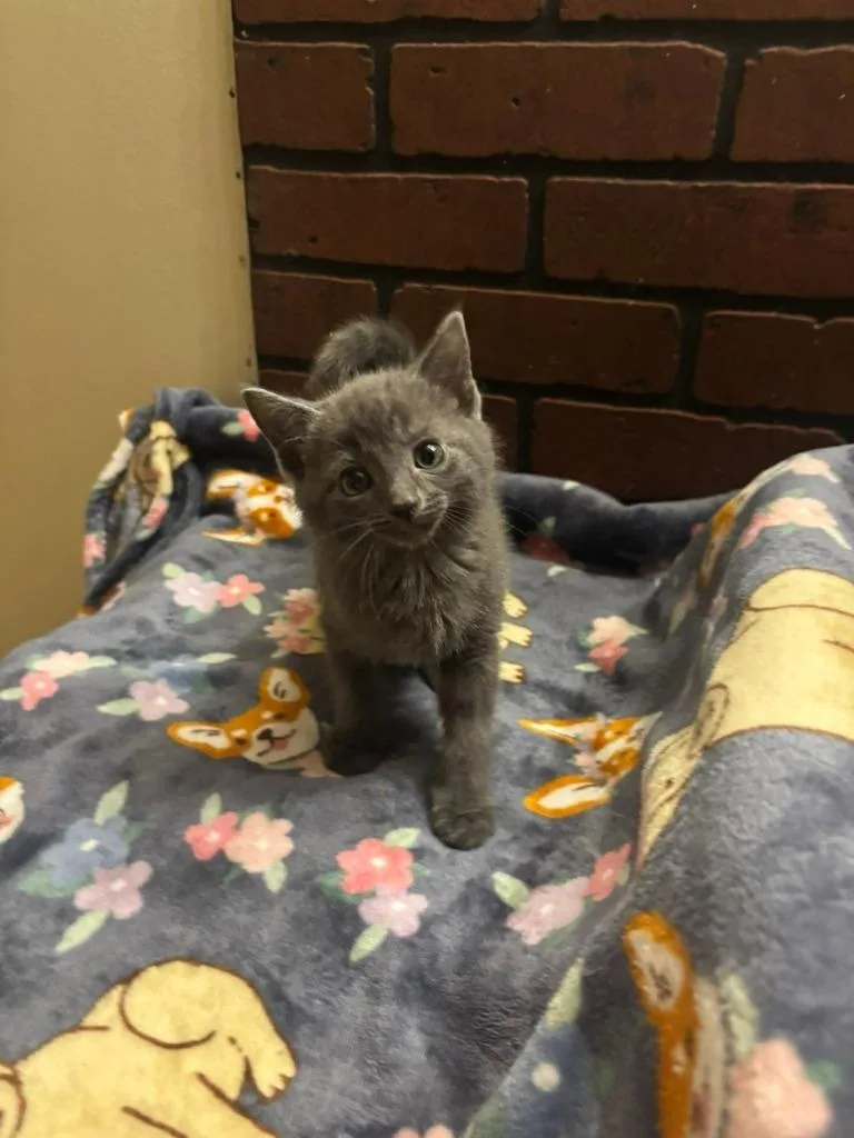 A baby small-sized male Domestic Short Hair cat named Spaghetti for adoption in Hillsboro, OH