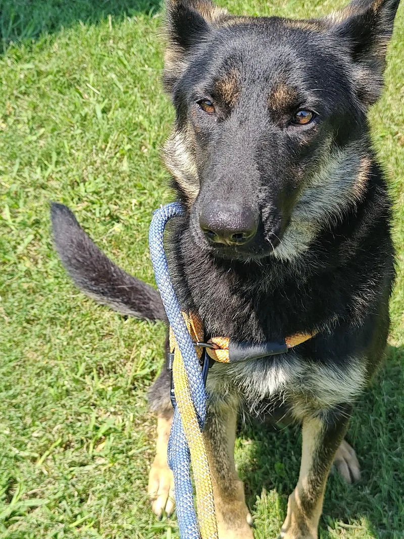 A young medium-sized female Tricolor (Brown, Black, & White) German Shepherd Dog dog named Jodie for adoption in Greeneville , TN