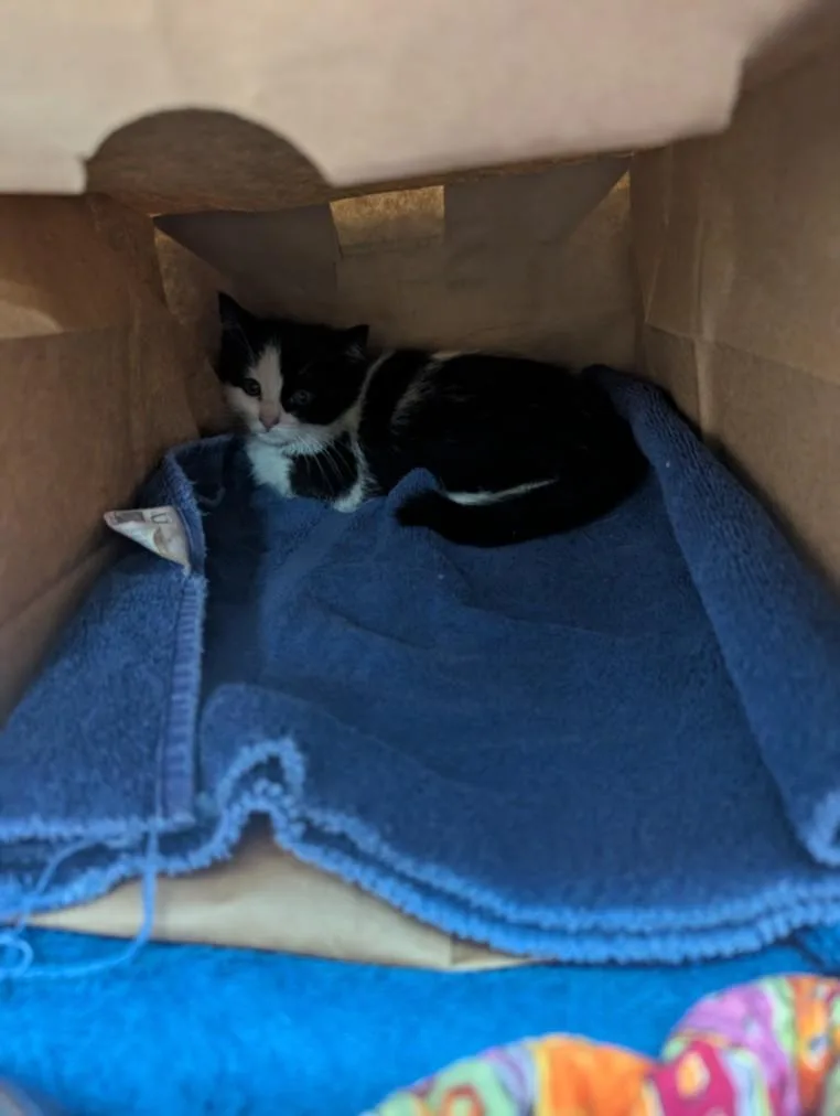 A baby small-sized female Domestic Short Hair cat named Miss K for adoption in Loveland, CO