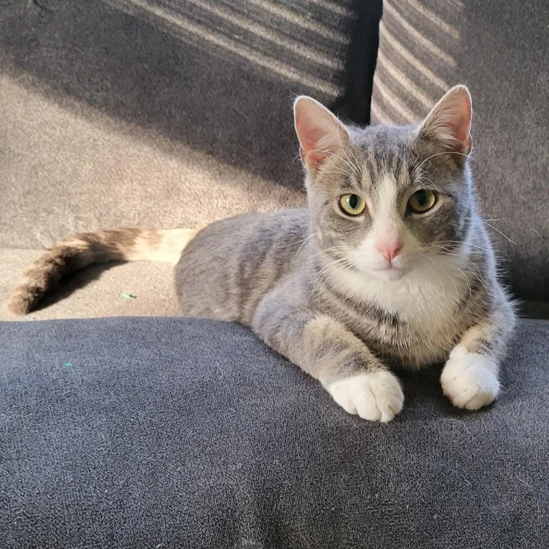 A young medium-sized male Gray / Blue / Silver Domestic Short Hair cat named Velcro C for adoption in Princeton, MN