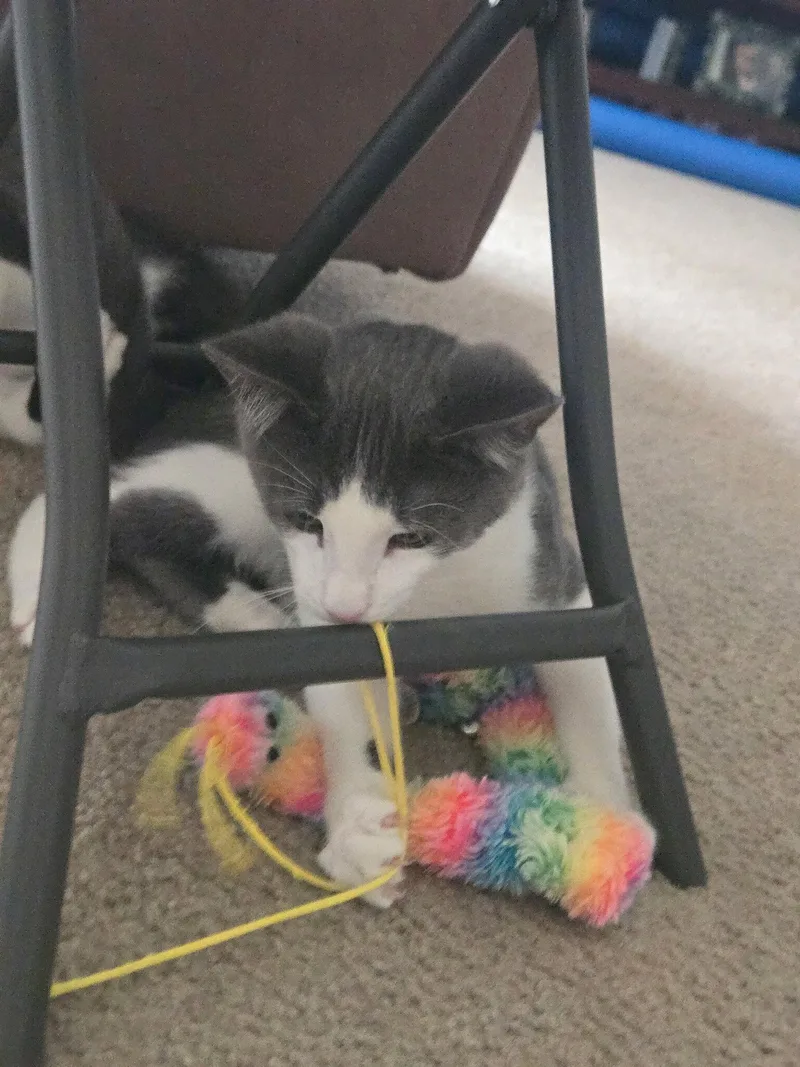 A baby medium-sized male Tuxedo cat named Mickey for adoption in Napa, CA