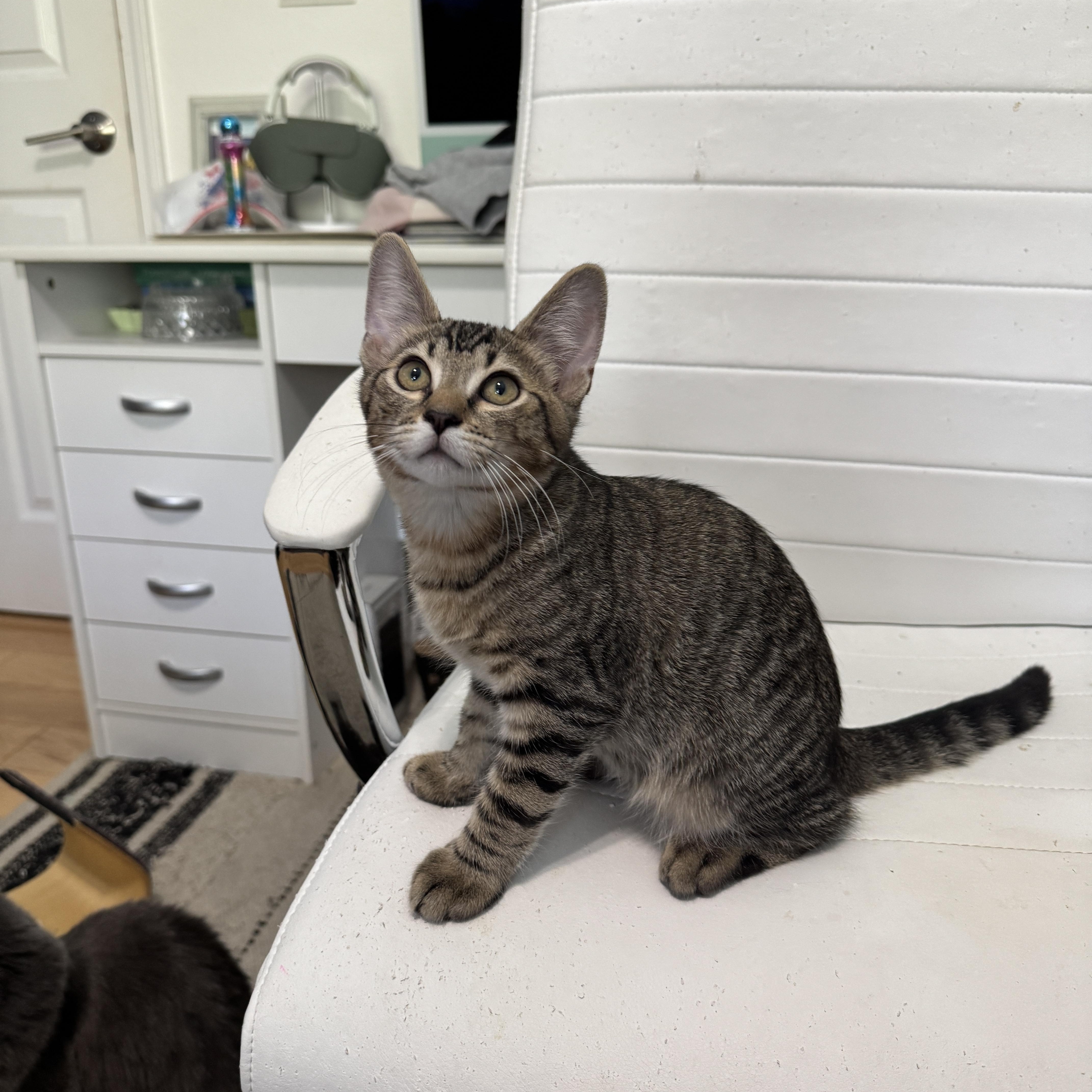 A baby medium-sized male Tabby (Brown / Chocolate) Tabby cat named Junior for adoption in Fresno, CA