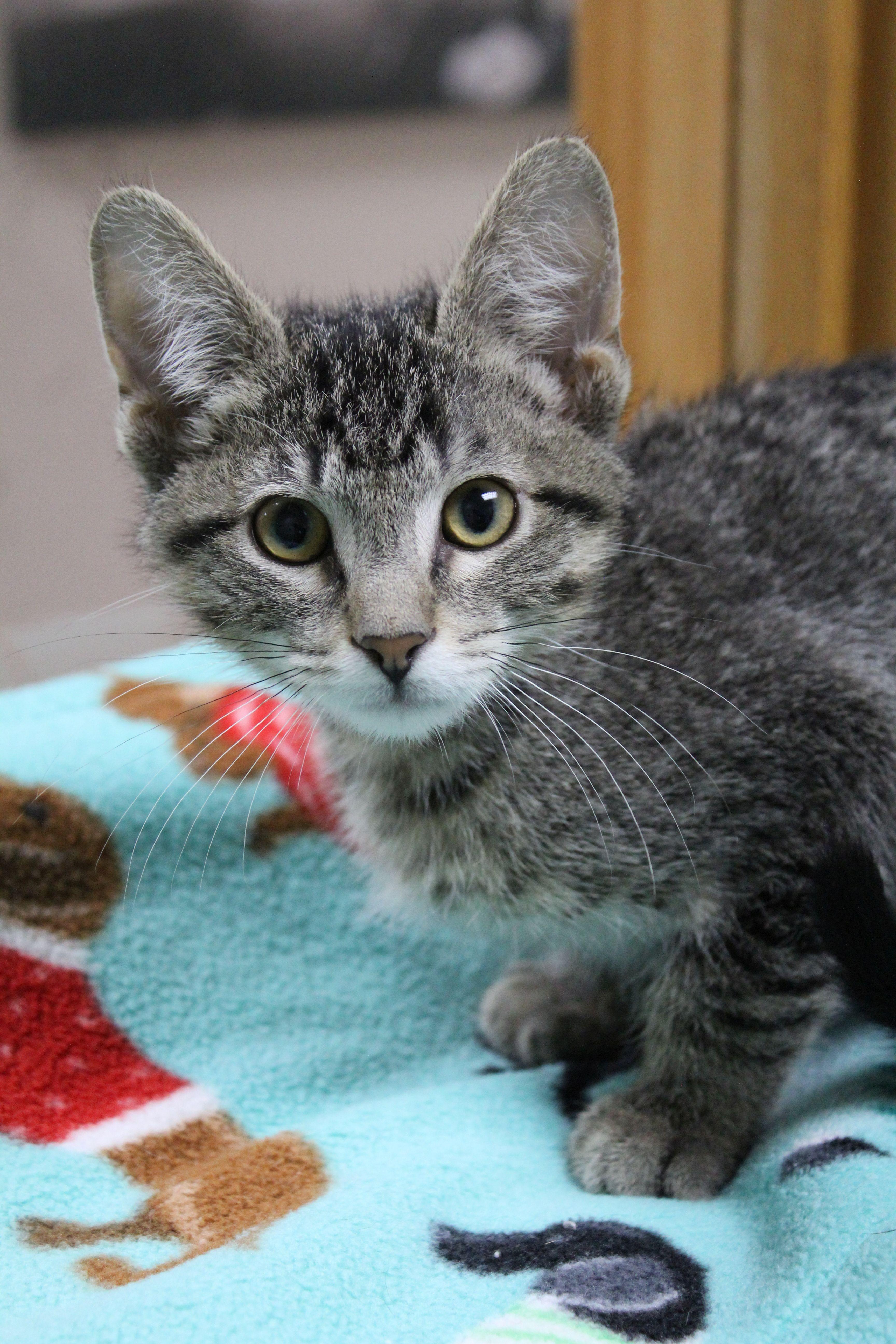 A baby medium-sized male Domestic Short Hair cat named Cheeto for adoption in Portage, WI