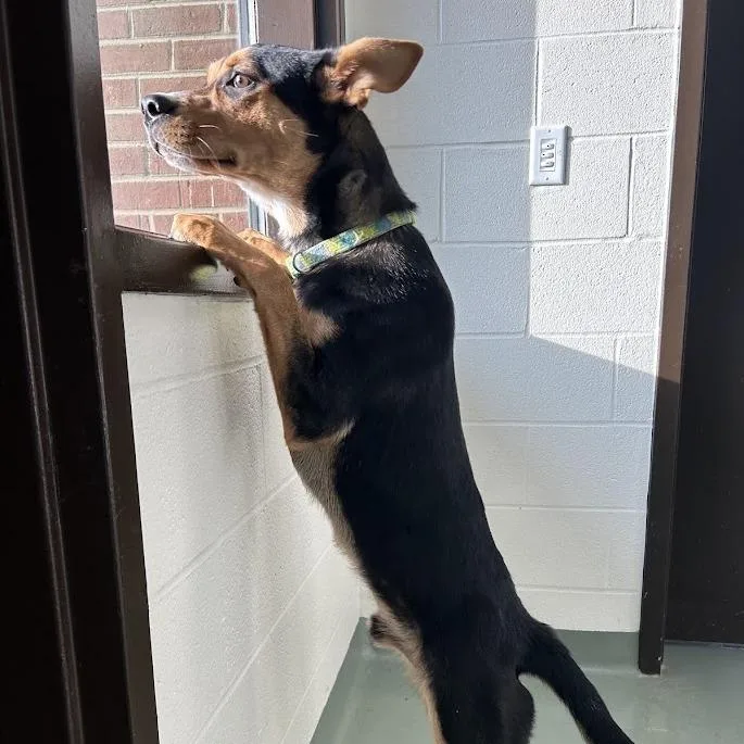 An adult small-sized male Black Shepherd dog named SVASStray for adoption in Verona, VA