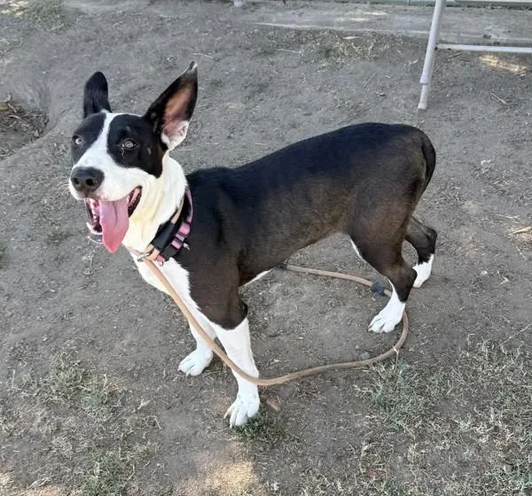 A young medium-sized female American Staffordshire Terrier dog named Deena for adoption in Tulare, CA