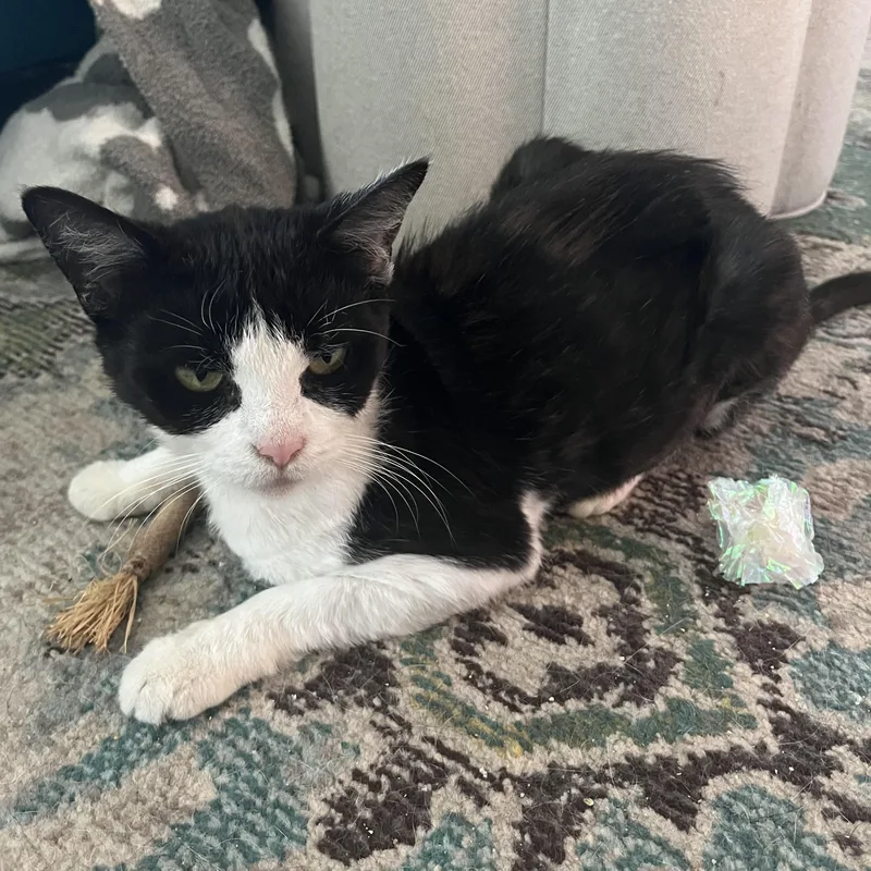 A young medium-sized female Black & White / Tuxedo Tuxedo cat named Minnow for adoption in Tampa, FL