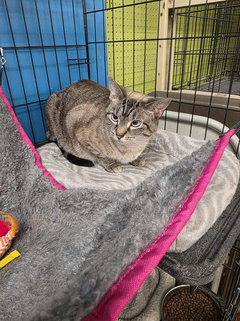 An adult medium-sized male Domestic Short Hair cat named Mochi and Murphy for adoption in Louisville, KY