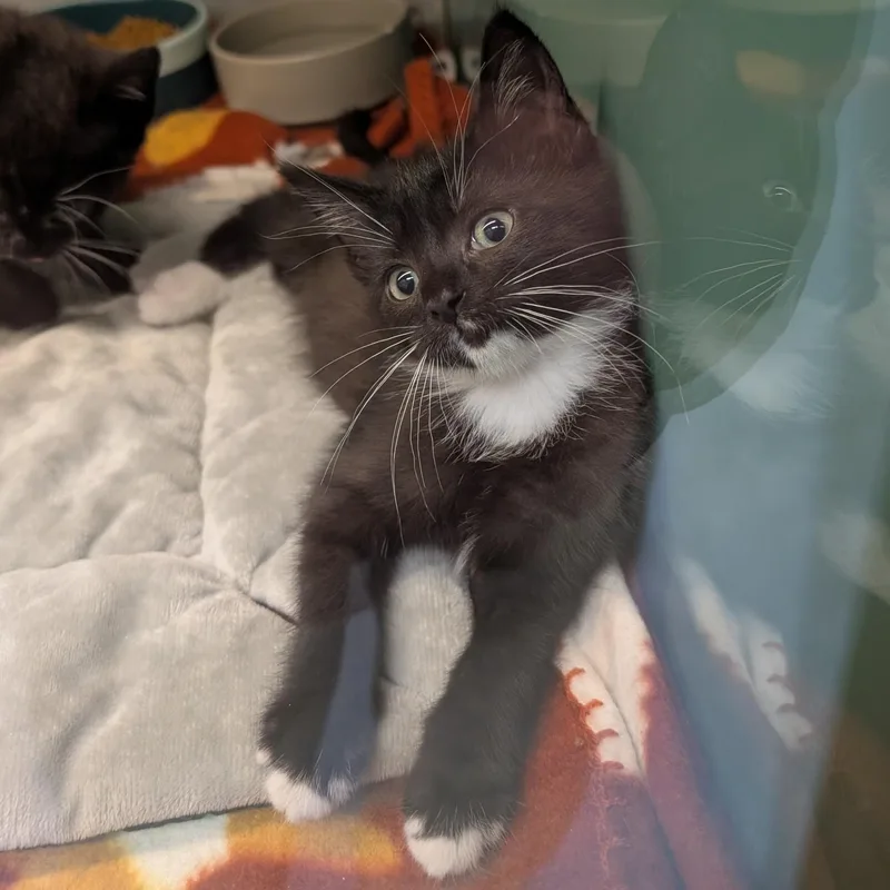 A baby medium-sized female Black & White / Tuxedo Domestic Short Hair cat named Sage for adoption in Suffolk, VA
