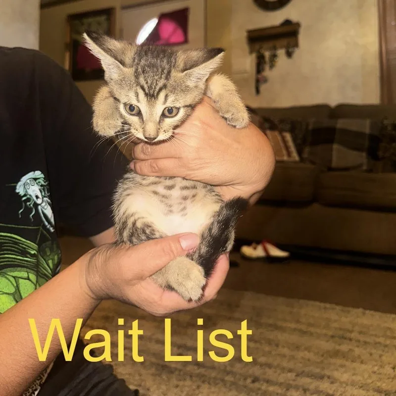 A baby small-sized female Gray / Blue / Silver Domestic Short Hair cat named Velma for adoption in Livingston, TX