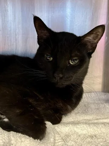 A young small-sized female Domestic Short Hair cat named Godiva for adoption in Clinton Township, MI