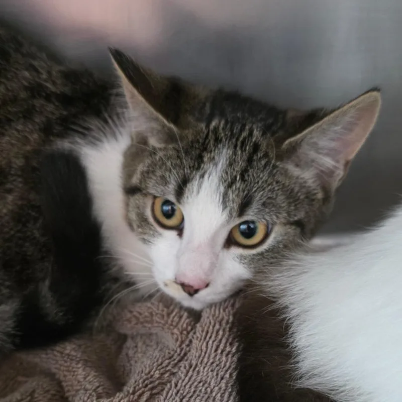A young medium-sized female White Domestic Short Hair cat named Bramble for adoption in Council Bluffs, IA