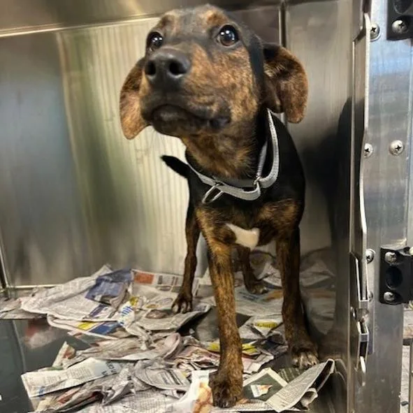 A young small-sized female Terrier dog named Tory for adoption in Knoxville, TN