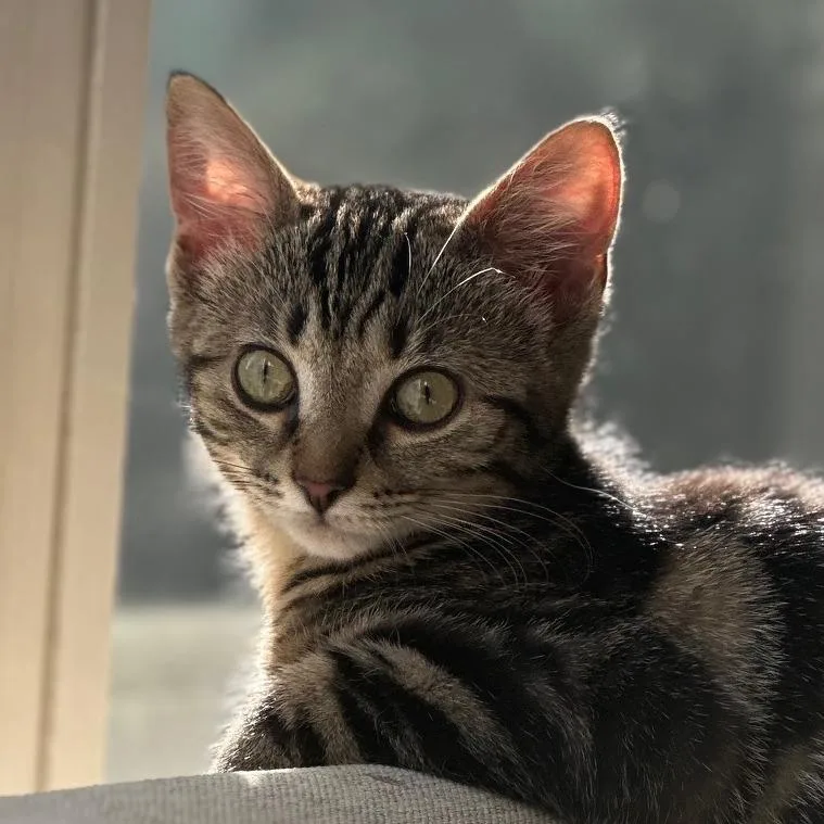 A baby small-sized female Black Domestic Short Hair cat named Tater Tot for adoption in Cincinnati, OH