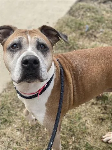 An adult large-sized female Boxer dog named Pookie for adoption in Dayton, OH