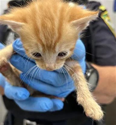 A baby small-sized male Domestic Short Hair cat named Cheddar for adoption in Olivehurst, CA