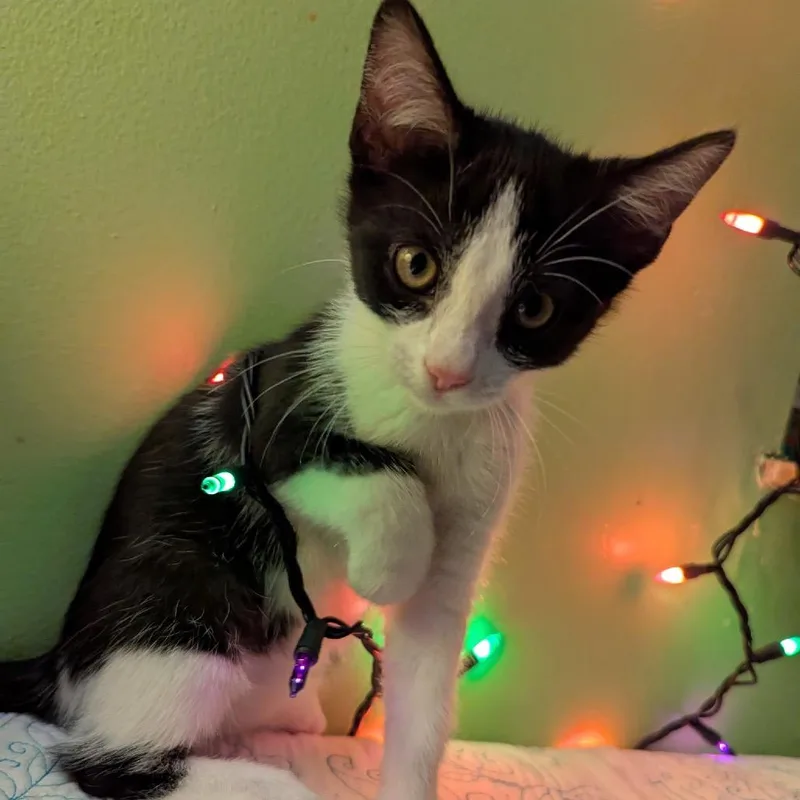A baby small-sized female Black Domestic Short Hair cat named Ginger for adoption in Granville, OH