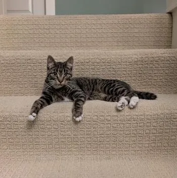A baby medium-sized male Tabby (Brown / Chocolate) Domestic Short Hair cat named Bill for adoption in Hudsonville, MI