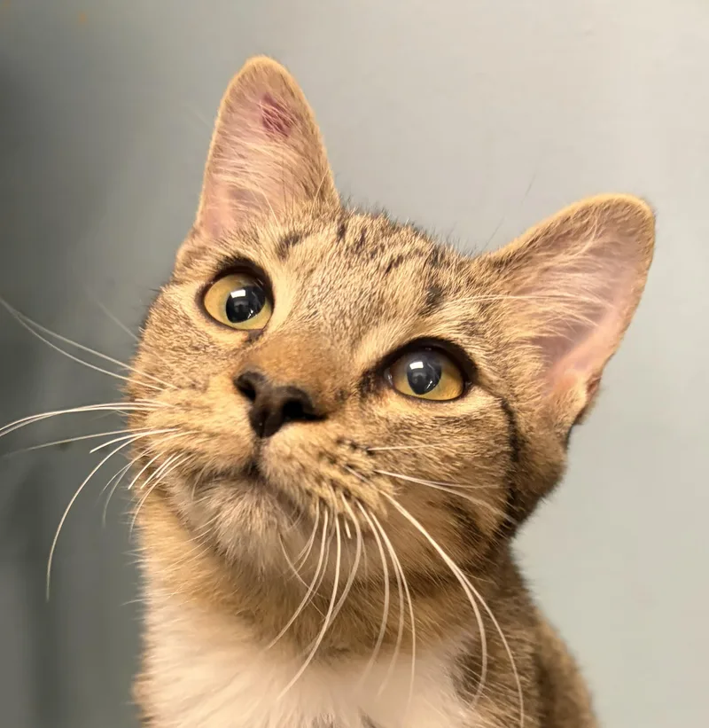 A baby medium-sized female Tabby (Orange / Red) Domestic Short Hair cat named Annie for adoption in Smithfield, NC