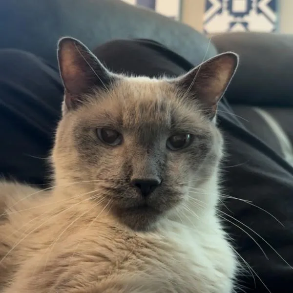 Fuzzy  Bonded Buddy thumbnail 2