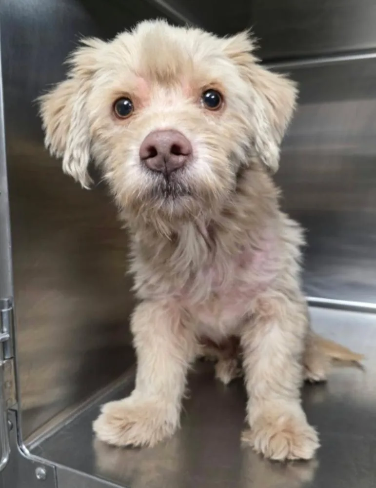 An adult medium-sized male Poodle dog named Christian for adoption in Sedalia, CO